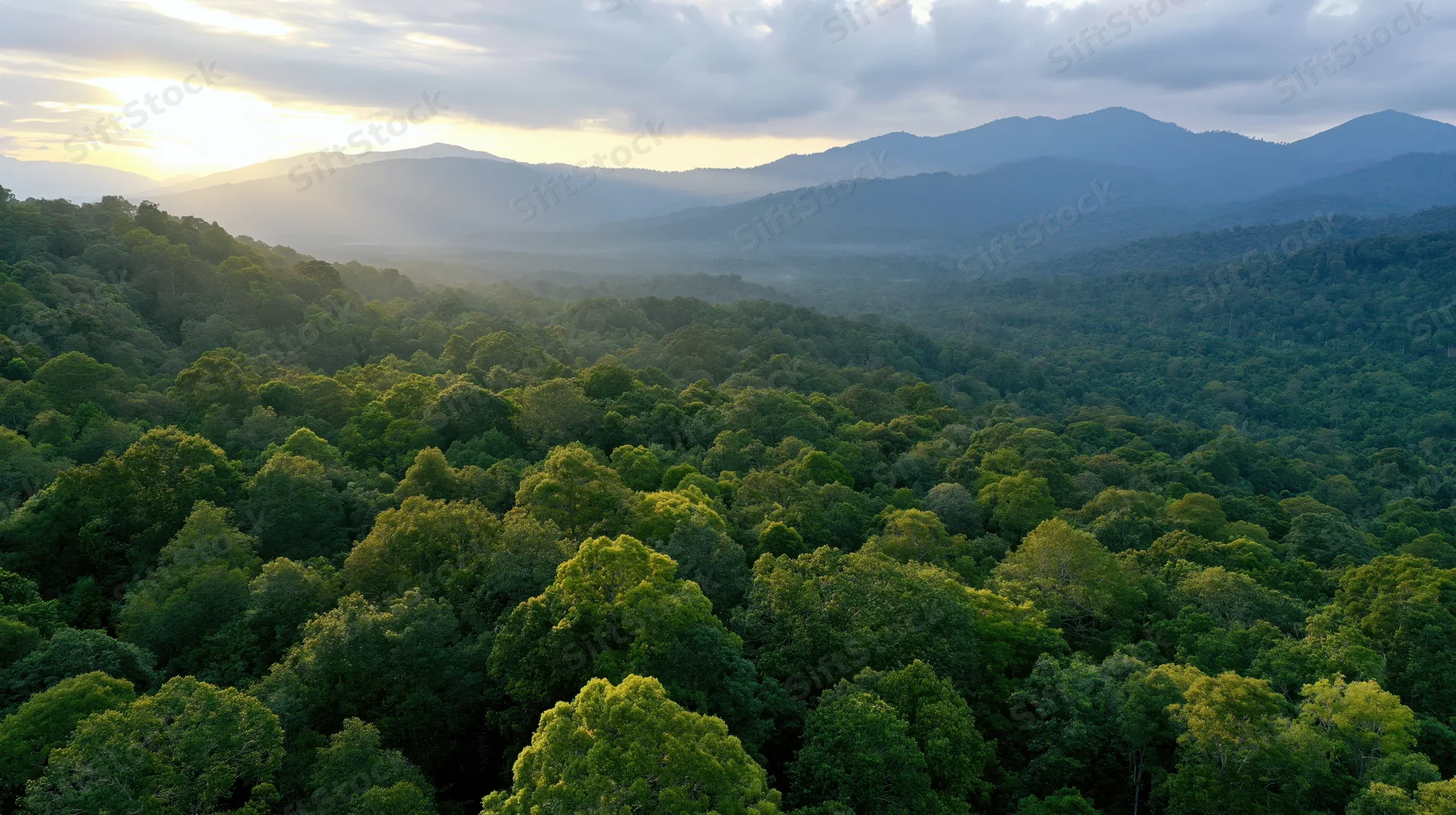Aerial drone view of dense tropical rainforest canopy stretching toward distant mountains at sunrise