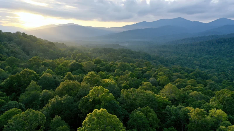 Aerial drone view of dense tropical rainforest canopy stretching toward distant mountains at sunrise