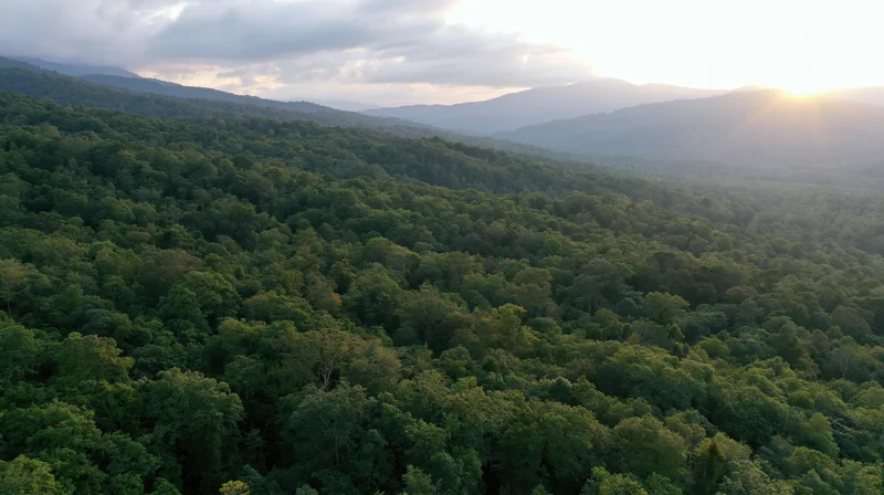 Aerial drone view of dense tropical forest canopy stretching across mountainous terrain at sunset