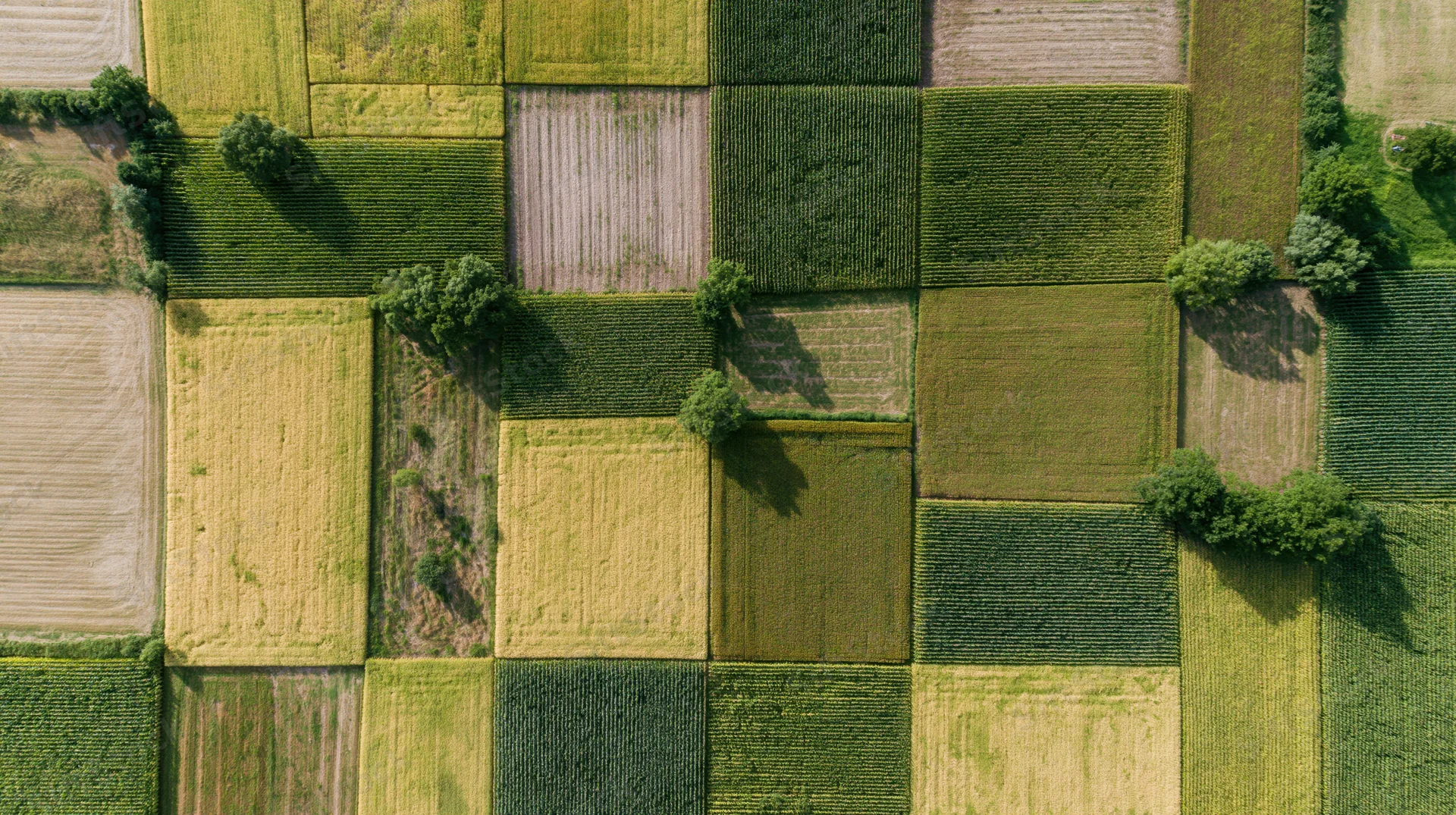 Aerial topdown view of patchwork farmland fields with green and yellow crops and scattered trees