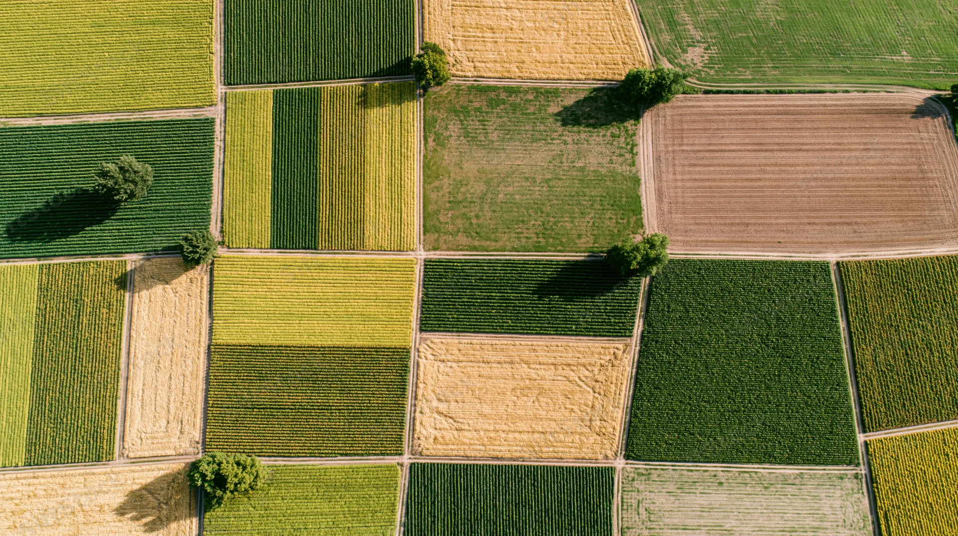 Aerial topdown view of patchwork farmland with green and golden crops arranged in geometric fields