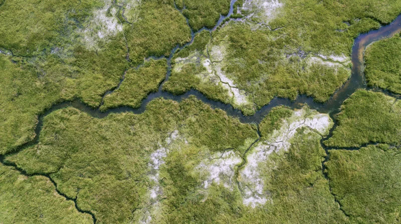 Aerial top-down view of a vast wetland marsh with meandering water channels and dense green vegetation