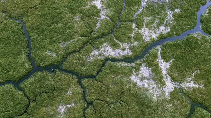 Aerial top-down view of a vast wetland marsh with green vegetation and blue water channels