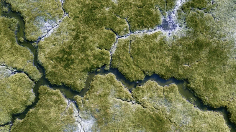 Aerial top-down view of a wetland marsh with winding water channels and green vegetation
