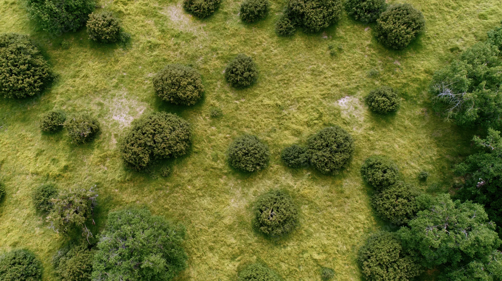 Aerial top-down view of a grassy field with scattered trees and shrubs