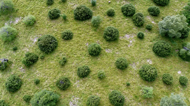 Aerial top-down view of a grassy field with scattered trees and shrubs