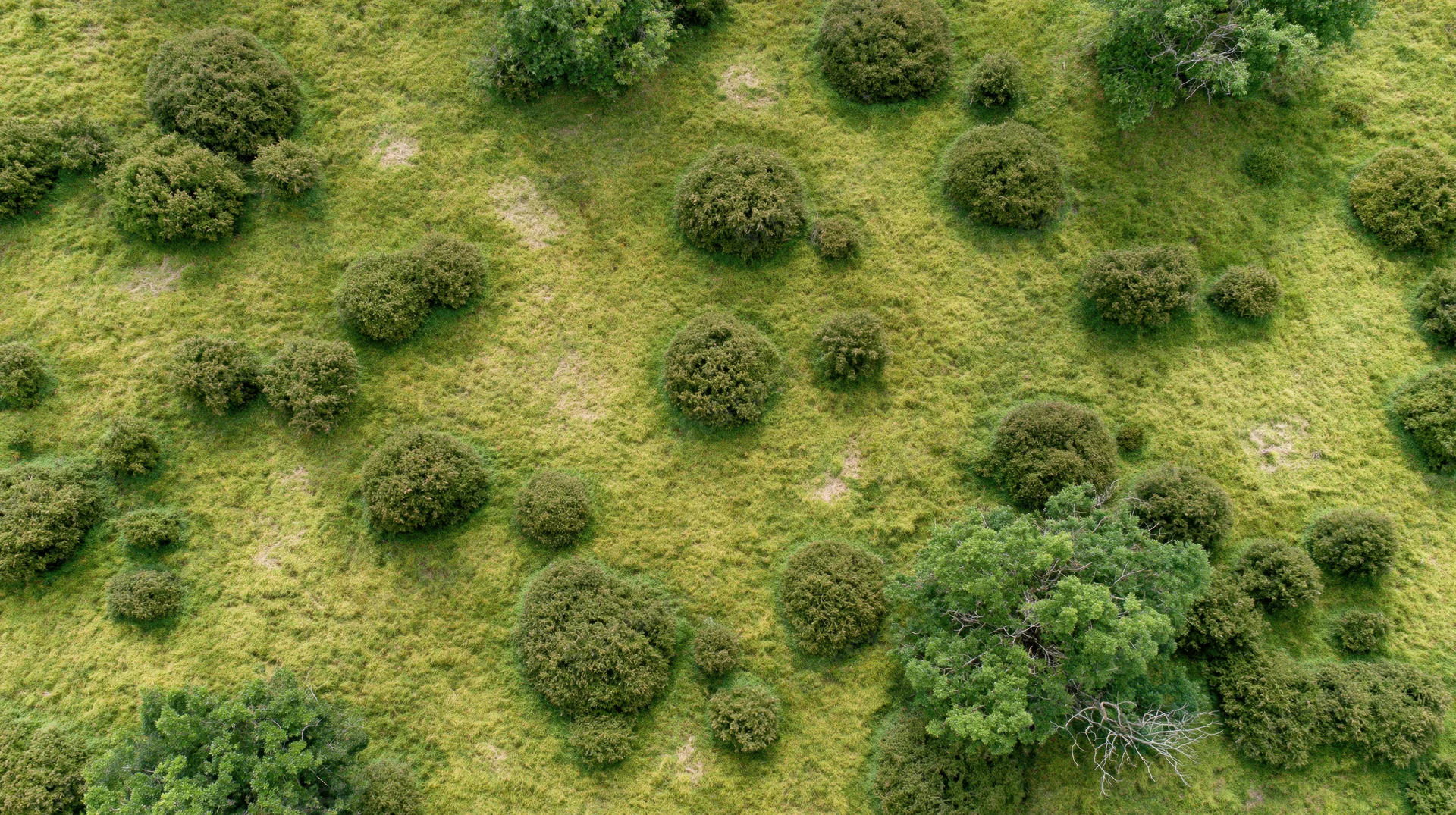 Aerial top-down view of a green grassy field with scattered trees and shrubs