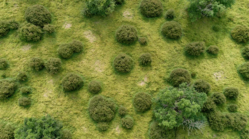 Aerial top-down view of a green grassy field with scattered trees and shrubs