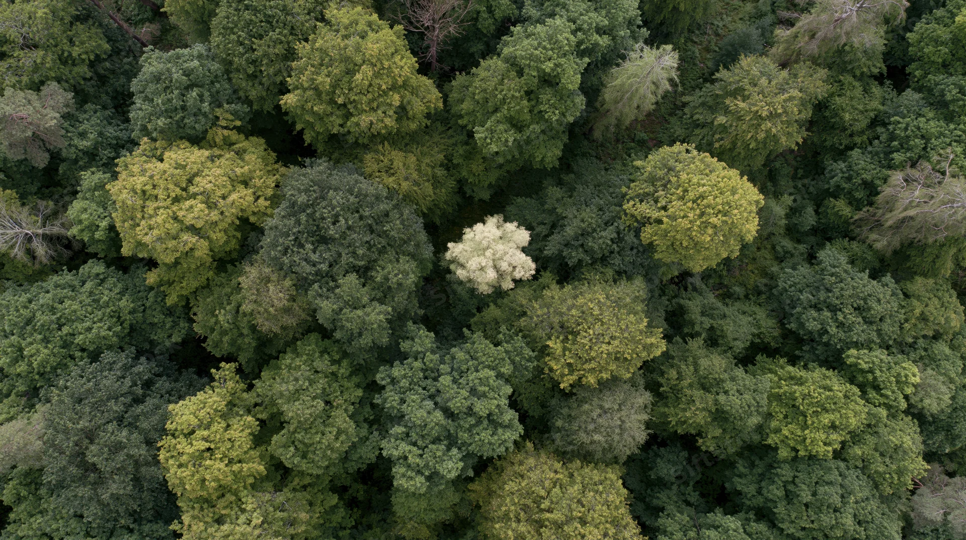 Aerial top-down view of dense forest canopy with varied green foliage