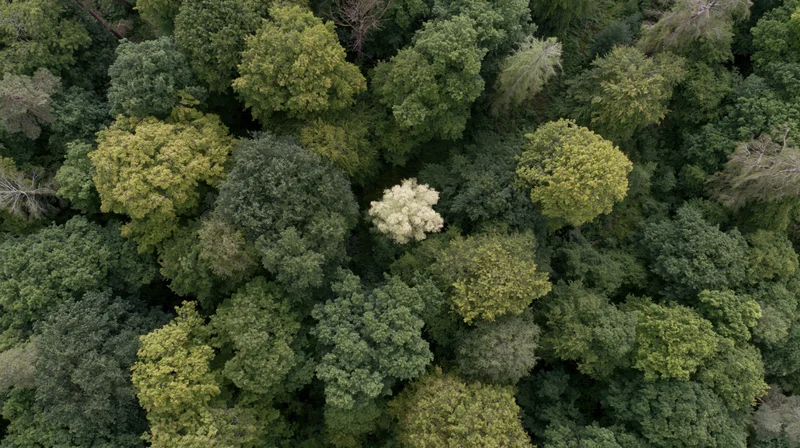 Aerial top-down view of dense forest canopy with varied green foliage