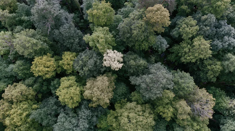 Aerial top-down view of dense forest canopy with varied green foliage