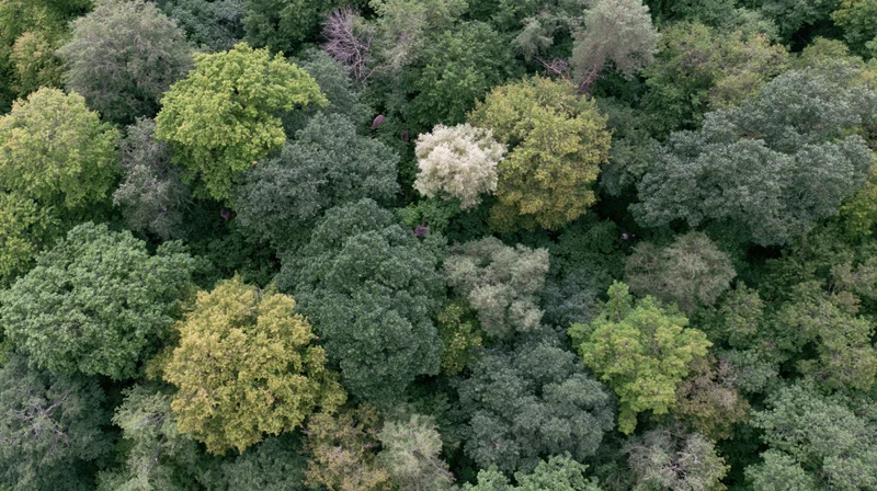 Aerial top-down view of dense forest canopy with varied green foliage