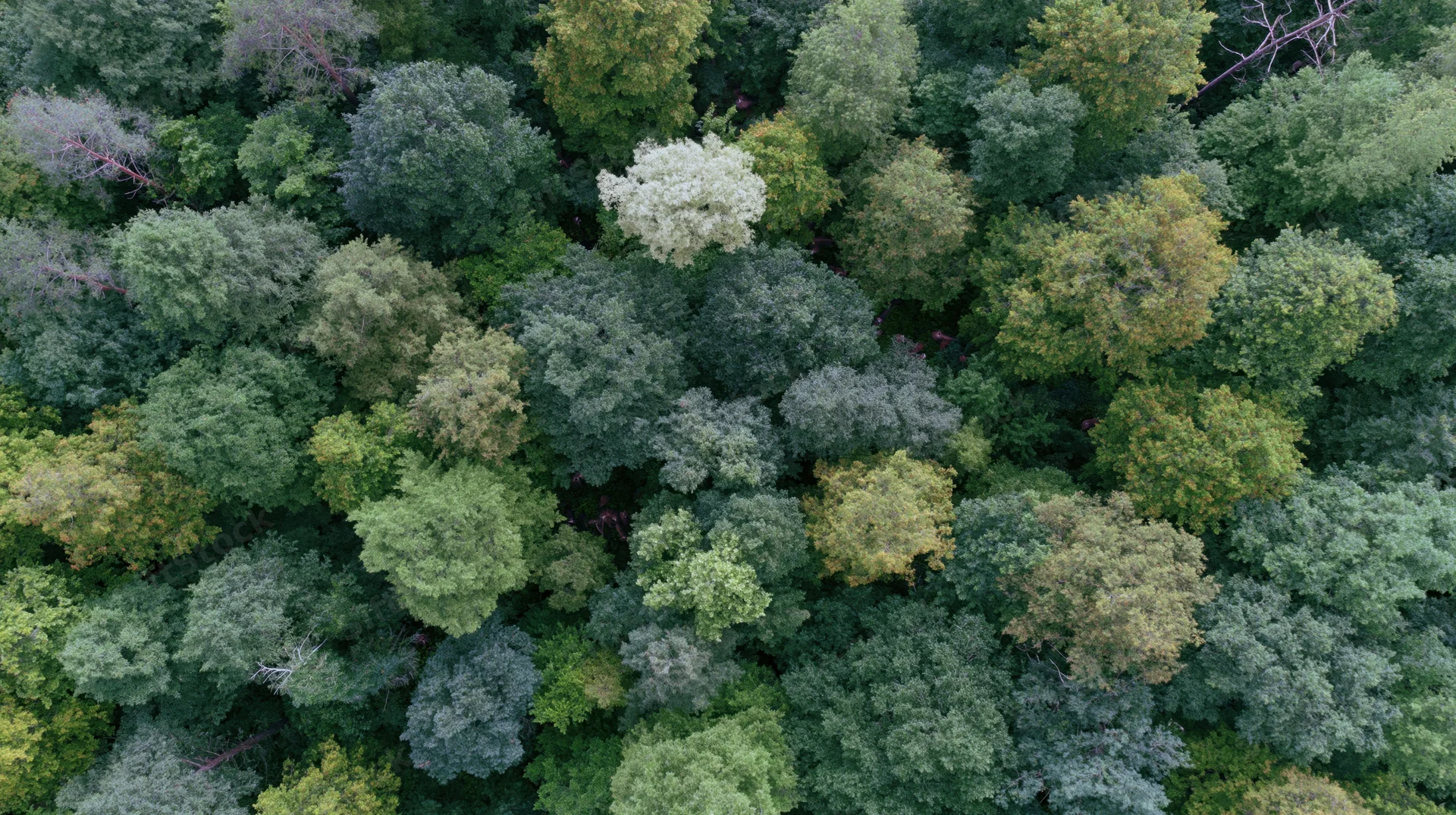Aerial top-down view of dense forest canopy with varied green foliage