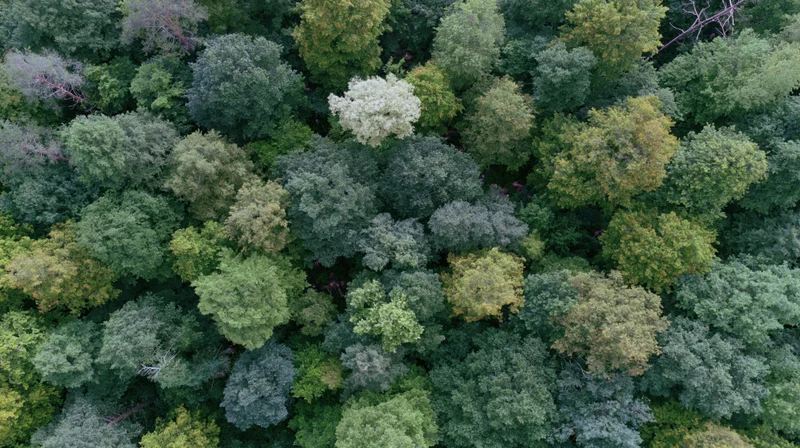 Aerial top-down view of dense forest canopy with varied green foliage