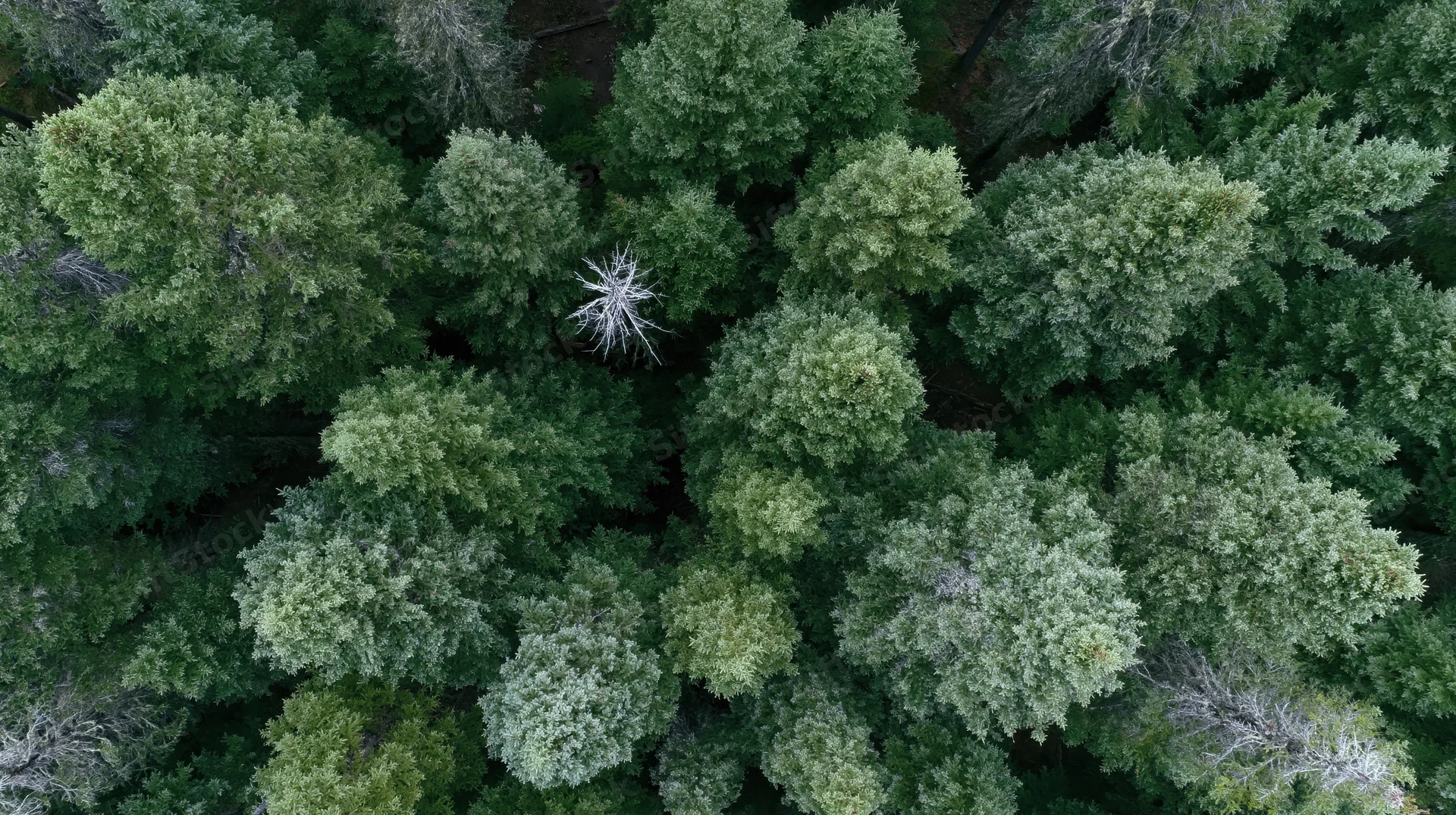 Aerial top-down view of dense forest canopy with green treetops and scattered dead trees