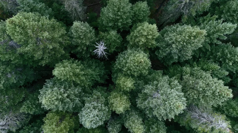 Aerial top-down view of dense forest canopy with green treetops and scattered dead trees