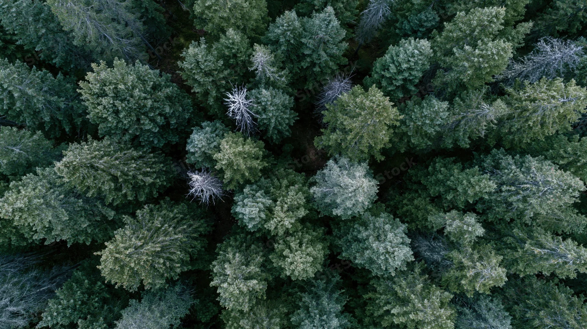 Aerial top-down view of dense evergreen forest canopy from above