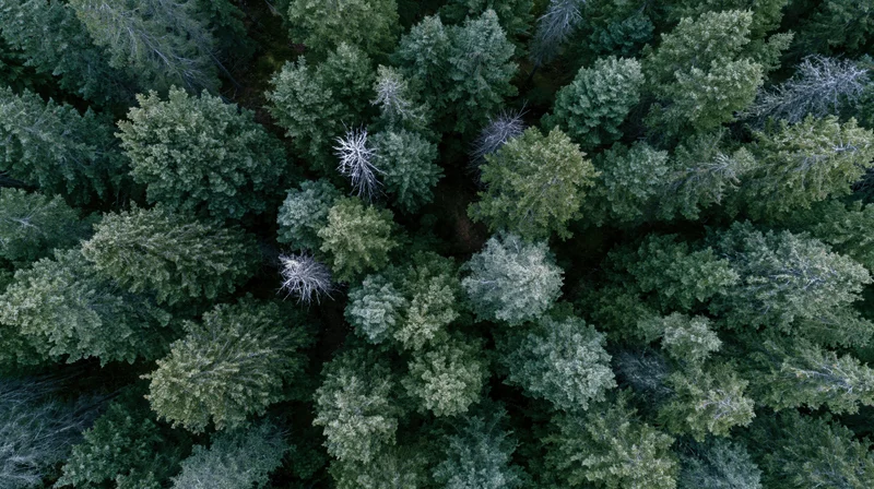 Aerial top-down view of dense evergreen forest canopy from above
