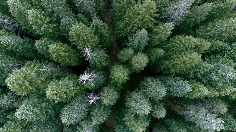 Aerial top-down view of dense evergreen forest canopy with winding path and scattered dead trees