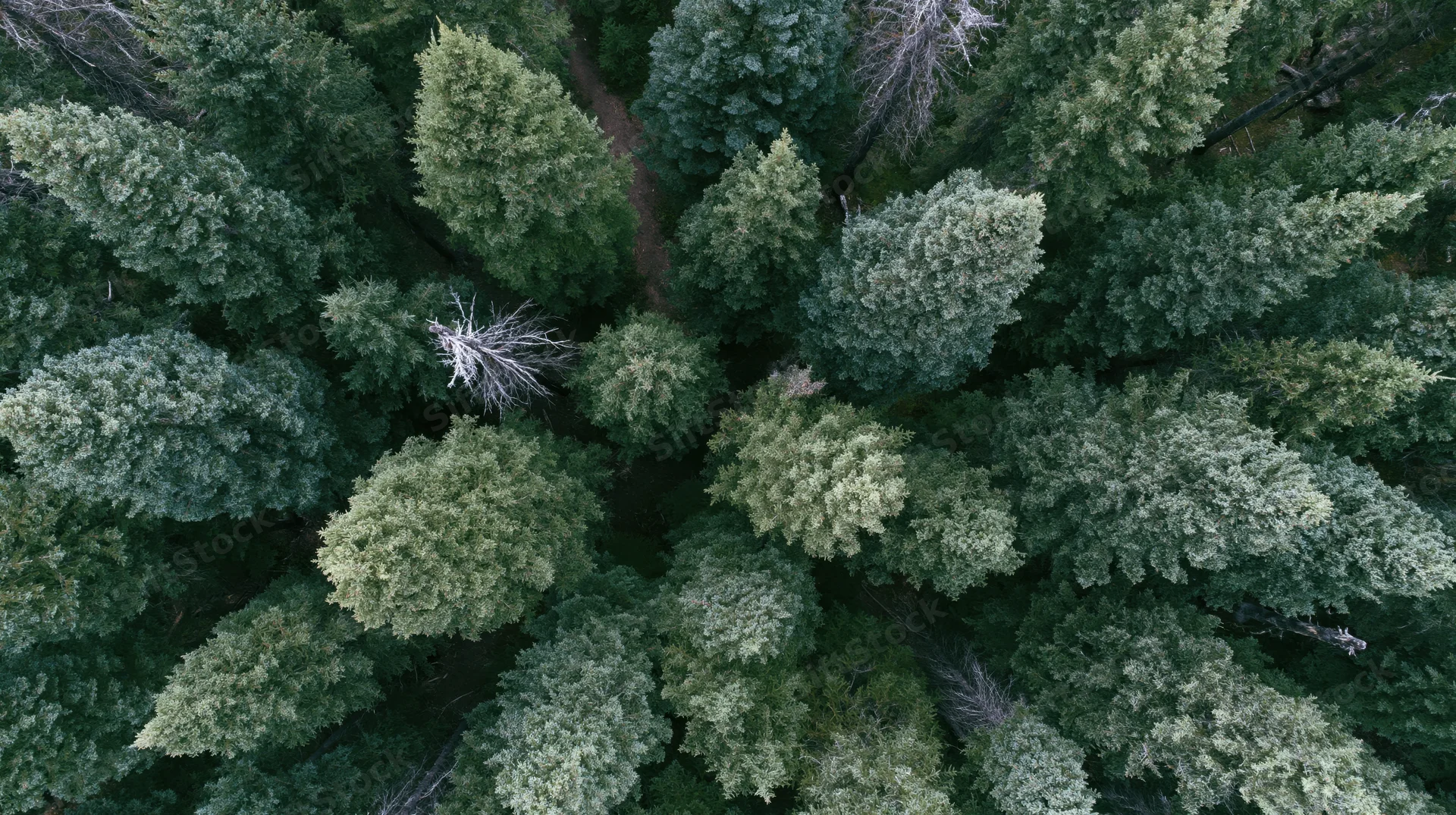 Aerial top-down view of dense forest canopy with tree crowns and narrow path visible from above