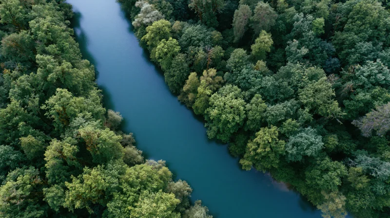 Aerial top-down view of a calm river winding through a dense green forest