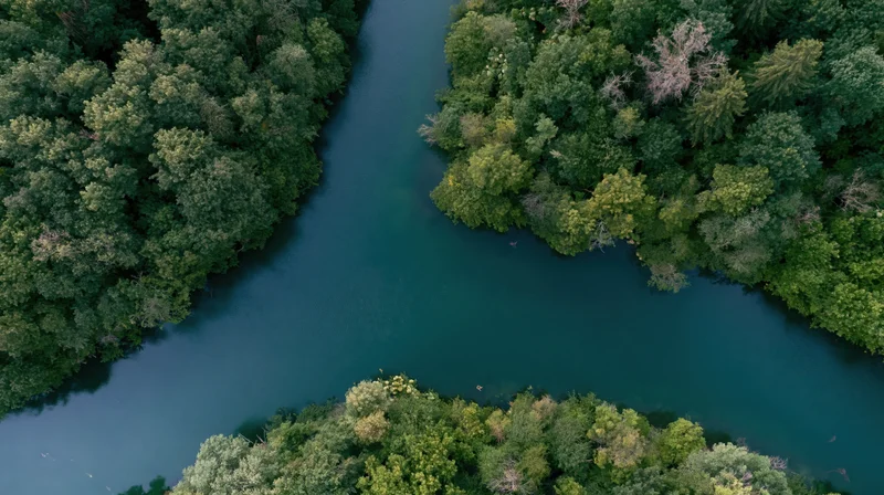 Aerial top-down view of a calm river winding through dense green forest
