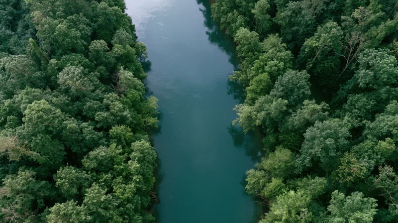 Aerial top-down view of a calm river winding through dense green forest
