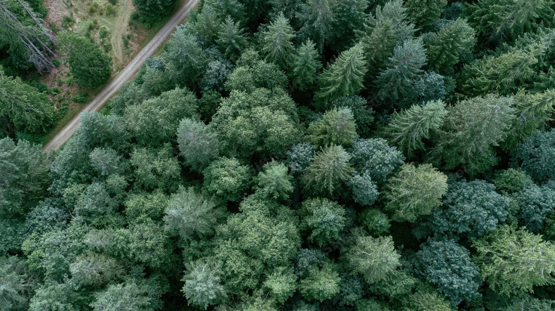 Aerial top-down view of dense temperate forest canopy with winding dirt road through woodland