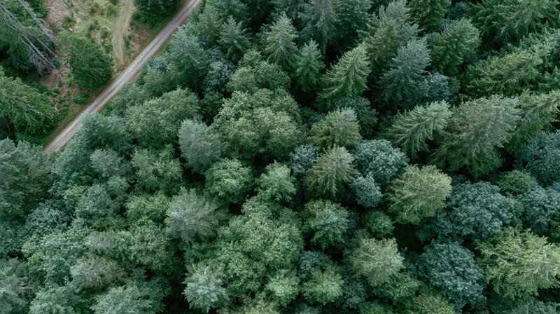 Aerial top-down view of dense temperate forest canopy with winding dirt road through woodland