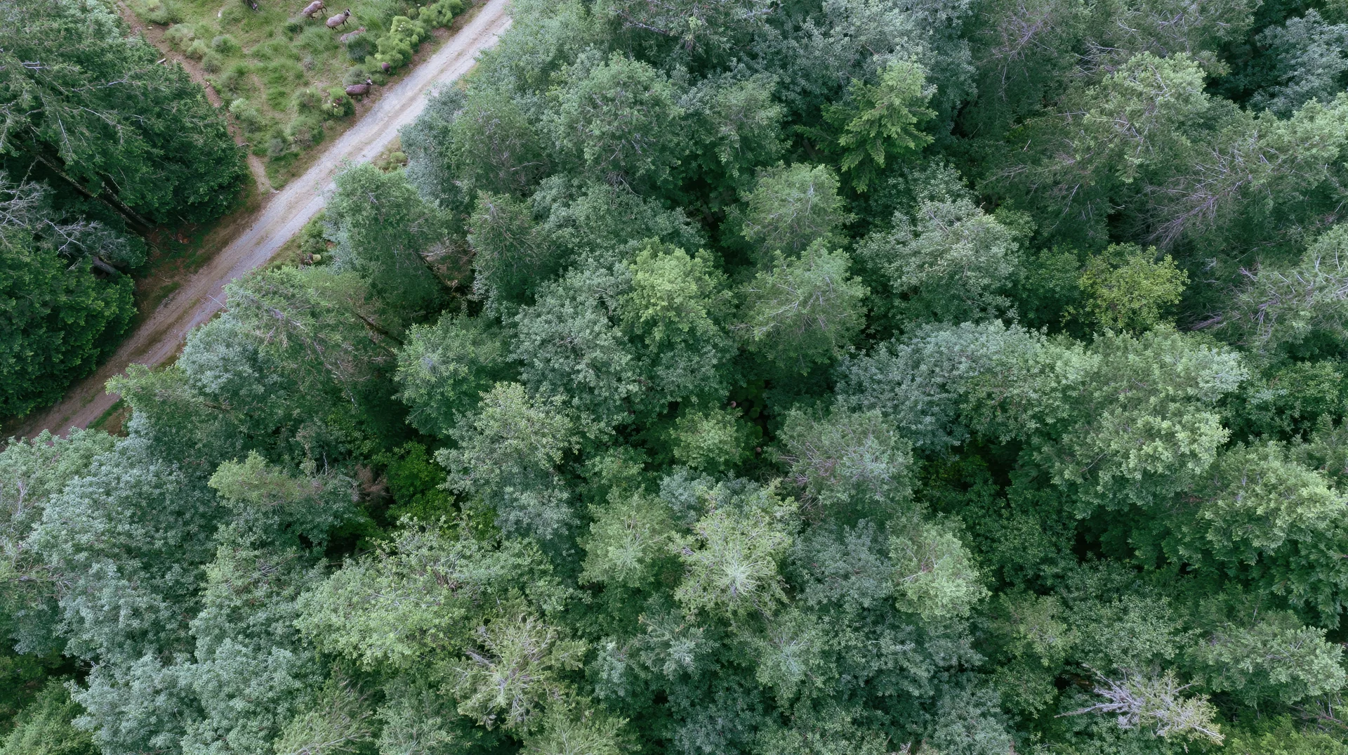 Aerial top-down view of dense temperate forest canopy with dirt road and deer in clearing