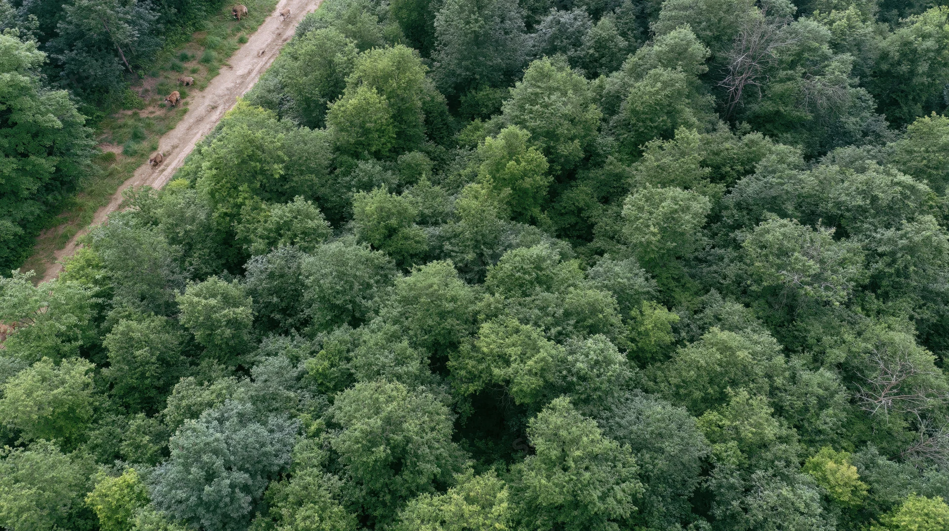 Aerial view of dense temperate forest canopy with elephants on dirt road