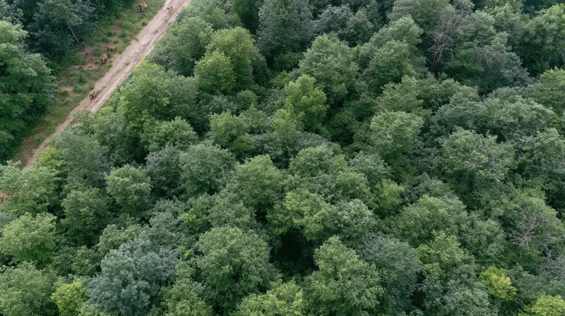 Aerial view of dense temperate forest canopy with elephants on dirt road