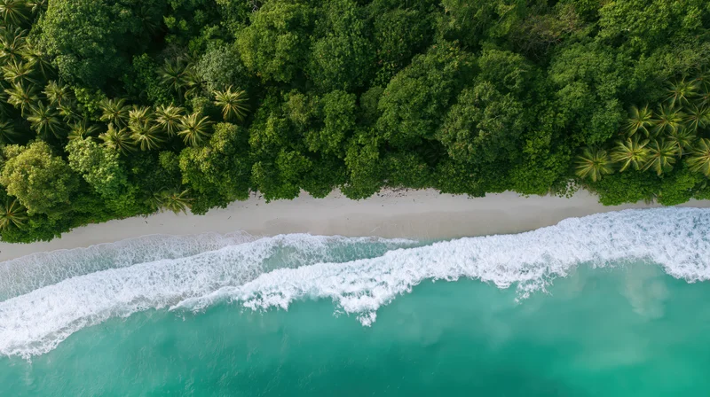 Aerial top-down view of a tropical beach with white sand, turquoise ocean waves, and dense green palm forest bordering the shore