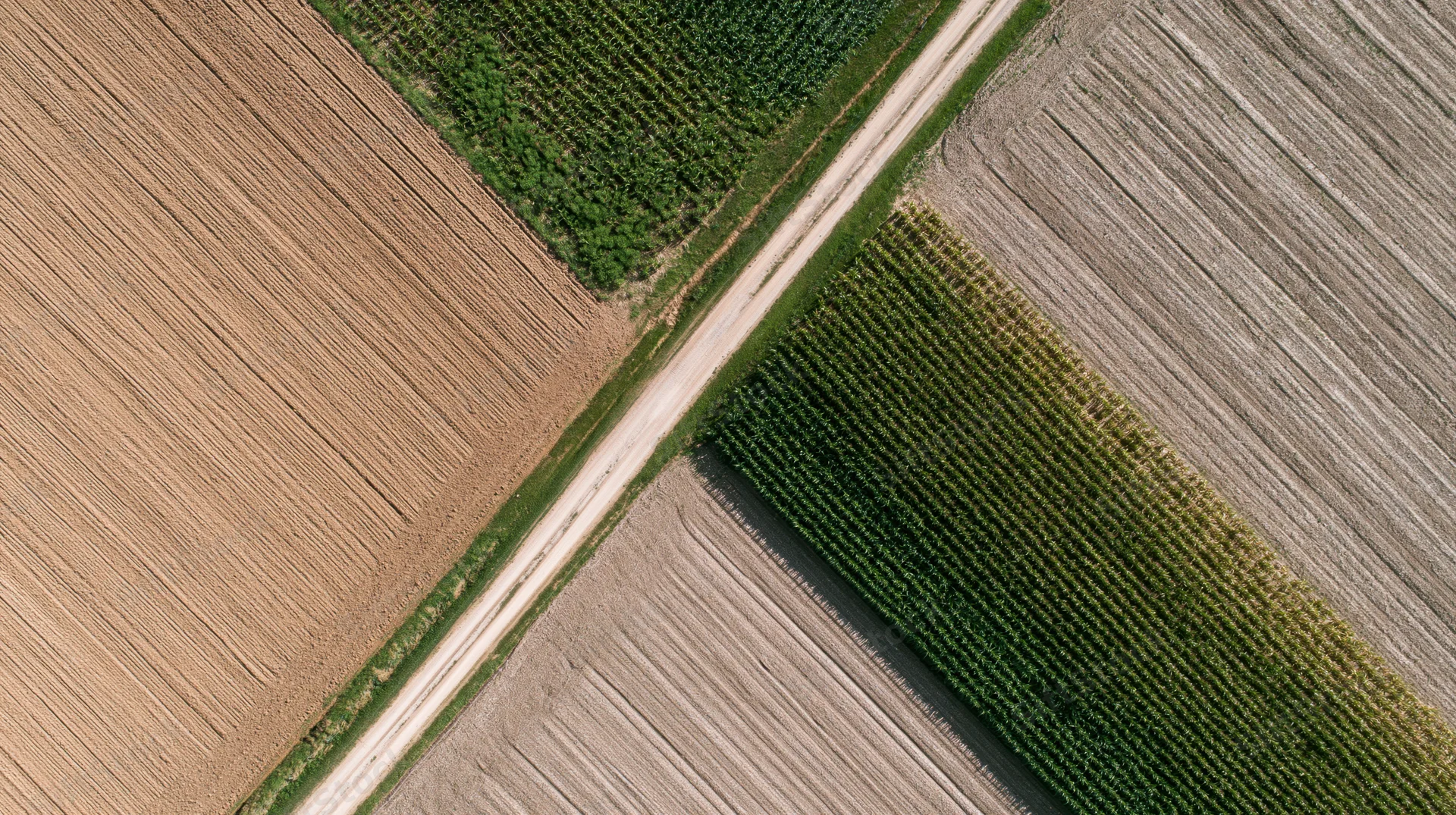 Aerial top-down view of a narrow dirt road cutting through cultivated fields and corn crops in a rural farmland landscape