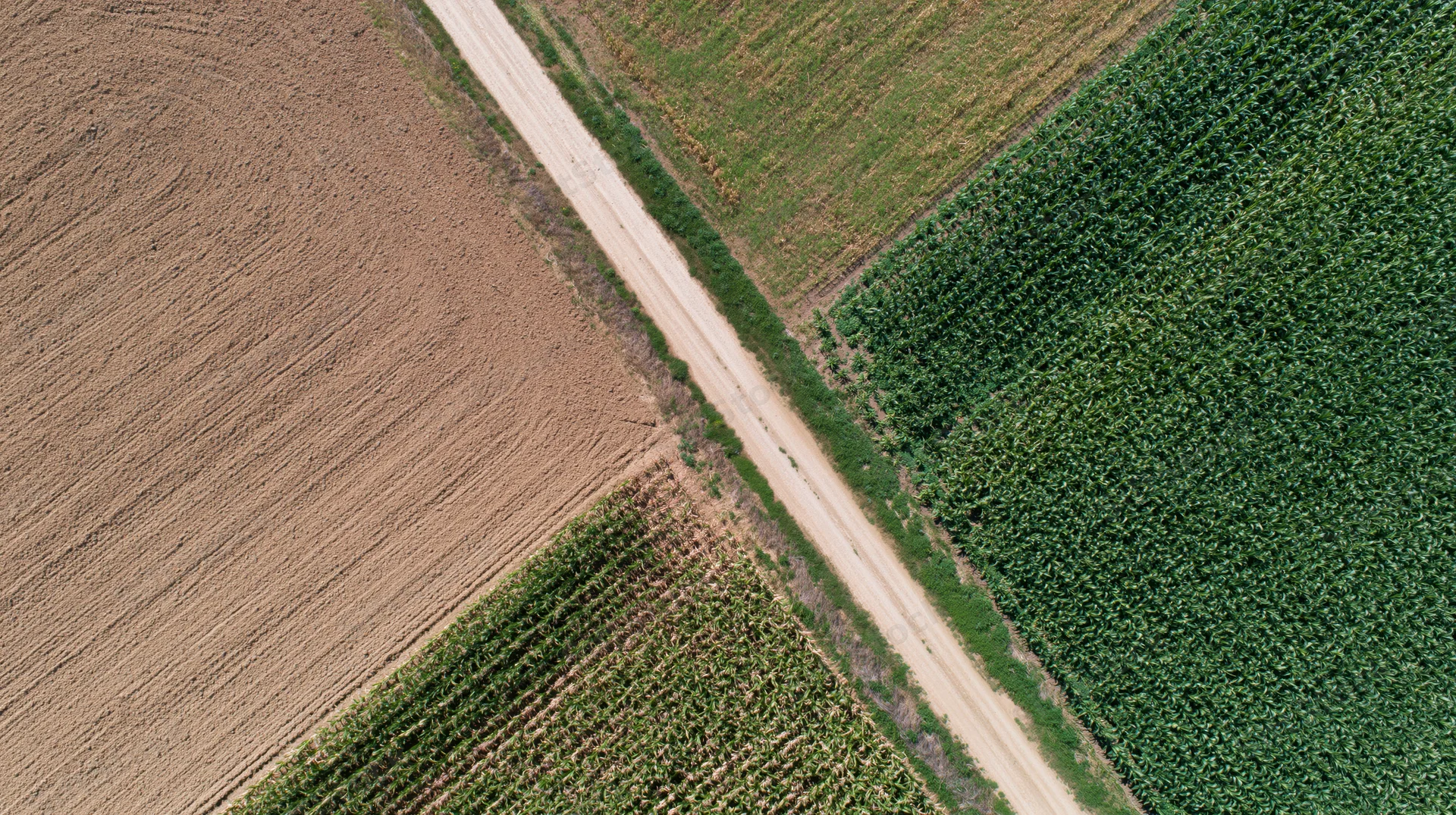 Aerial view of a dirt road dividing cultivated fields with corn and soybean crops