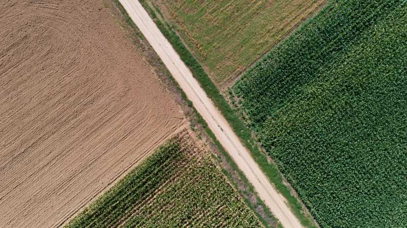 Aerial view of a dirt road dividing cultivated fields with corn and soybean crops