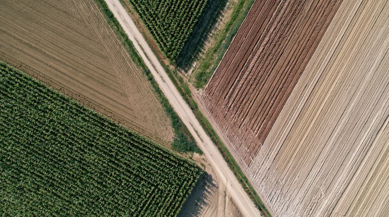 Aerial top-down view of a narrow dirt road cutting through cultivated fields with rows of crops and plowed soil