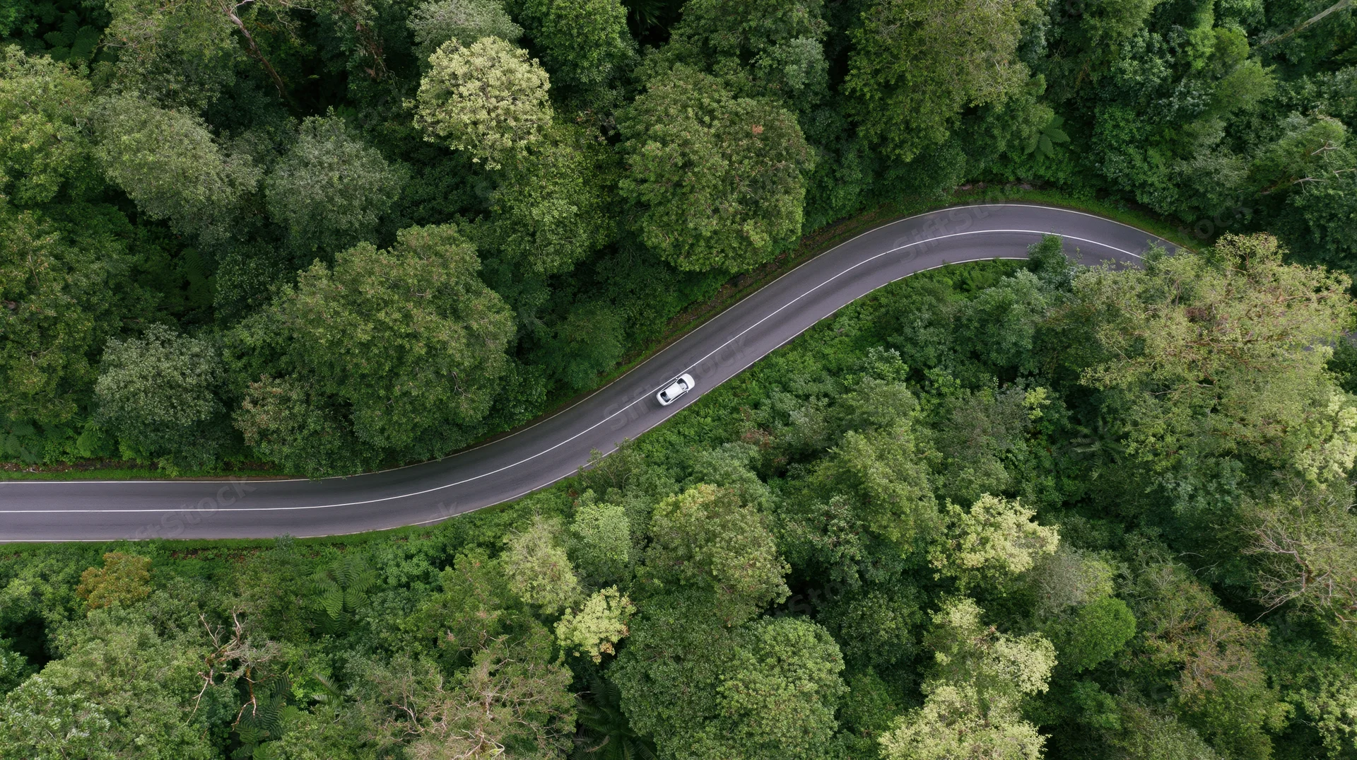 Winding asphalt road through dense green forest from aerial drone view