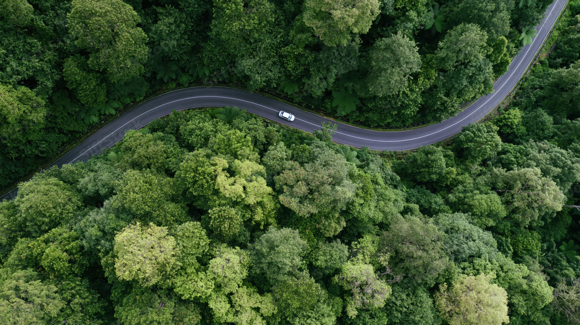 Winding asphalt road through dense green forest seen from above with a white car driving along it