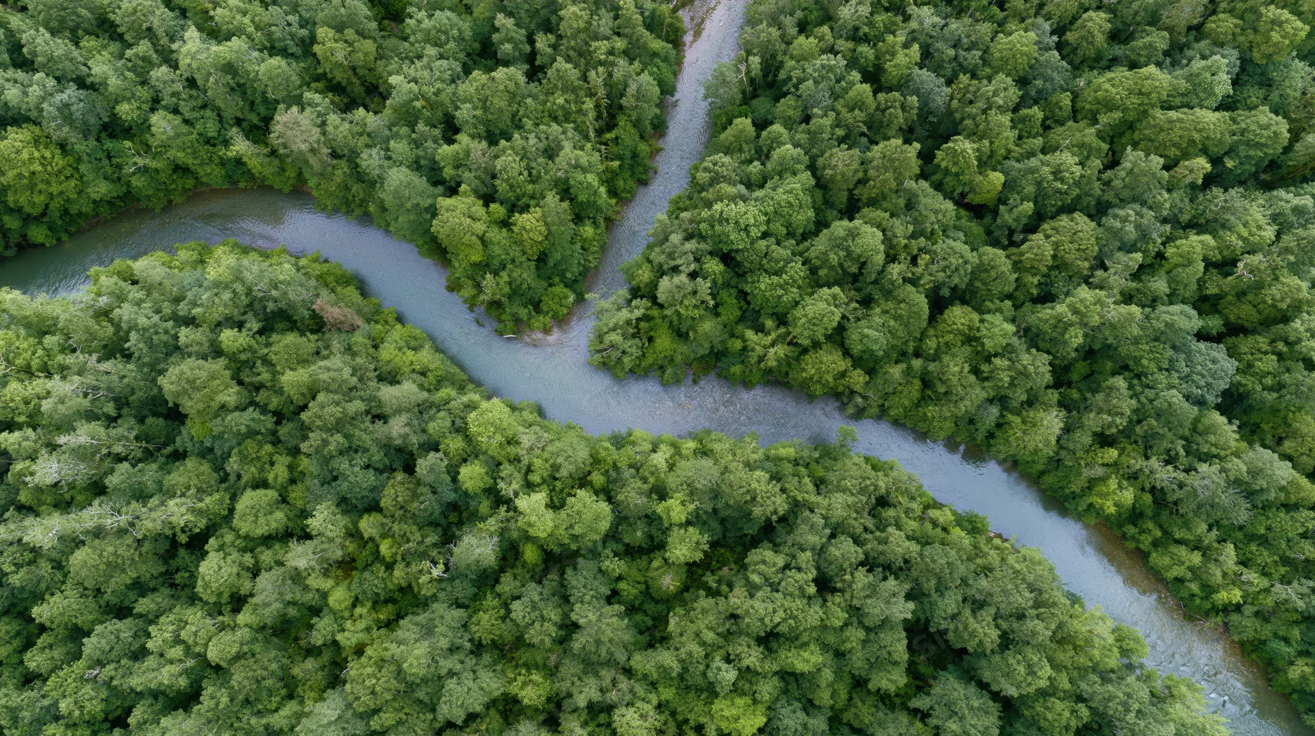 Aerial top-down view of a winding river snaking through dense green forest