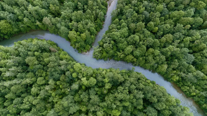 Aerial top-down view of a winding river snaking through dense green forest