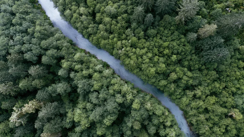 Aerial top-down view of a winding river cutting through dense green forest