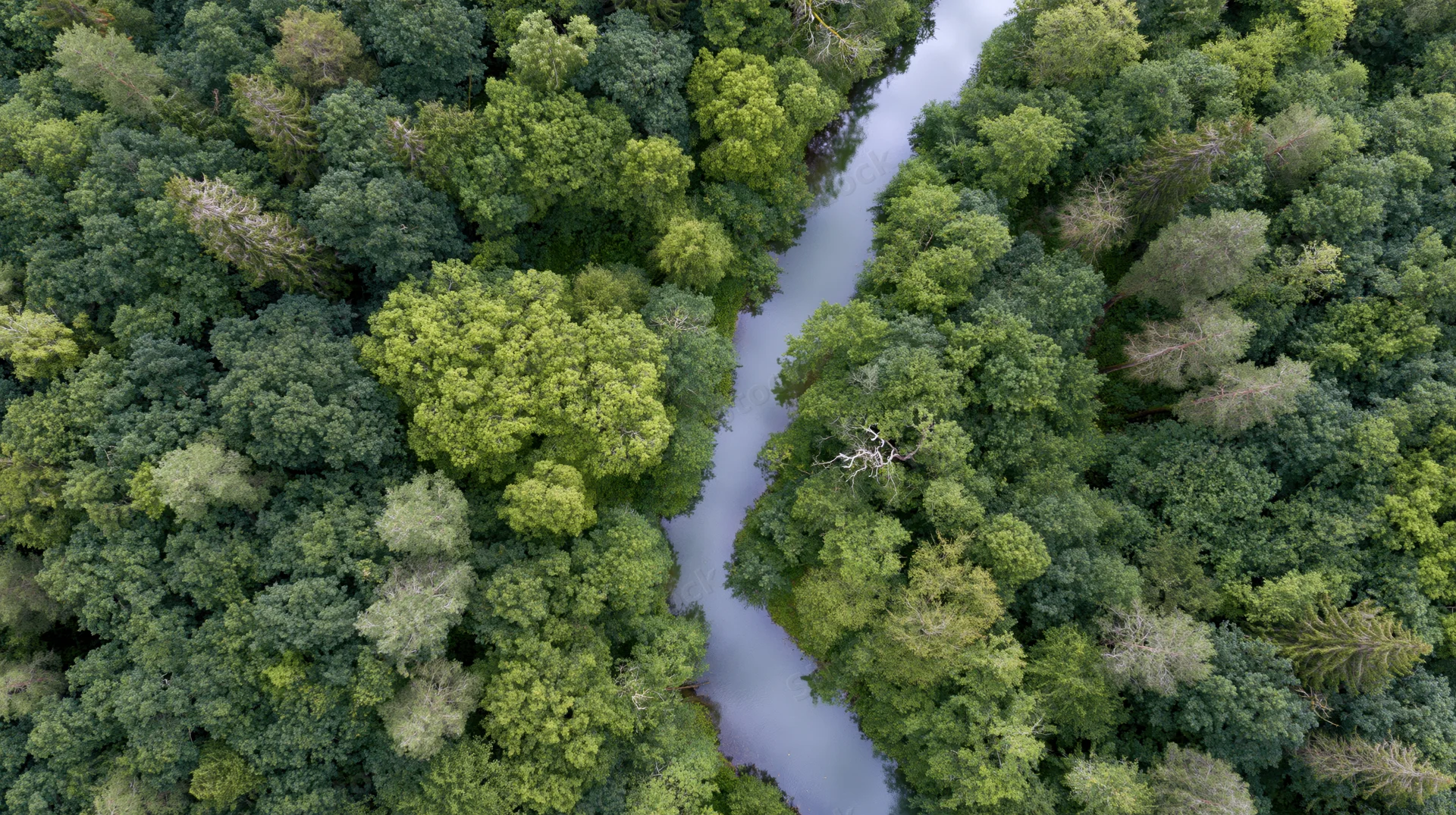 Aerial top-down view of a winding river cutting through dense green forest canopy