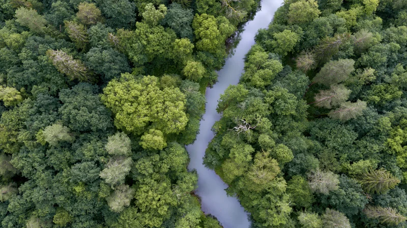 Aerial top-down view of a winding river cutting through dense green forest canopy