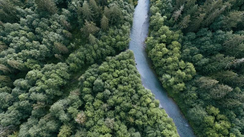Aerial top-down view of a winding river flowing through a dense green forest
