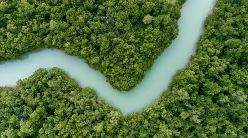 Aerial top-down view of a winding turquoise river through dense green forest canopy