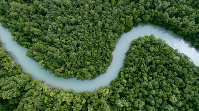 Aerial top-down view of a winding turquoise river flowing through dense green forest canopy