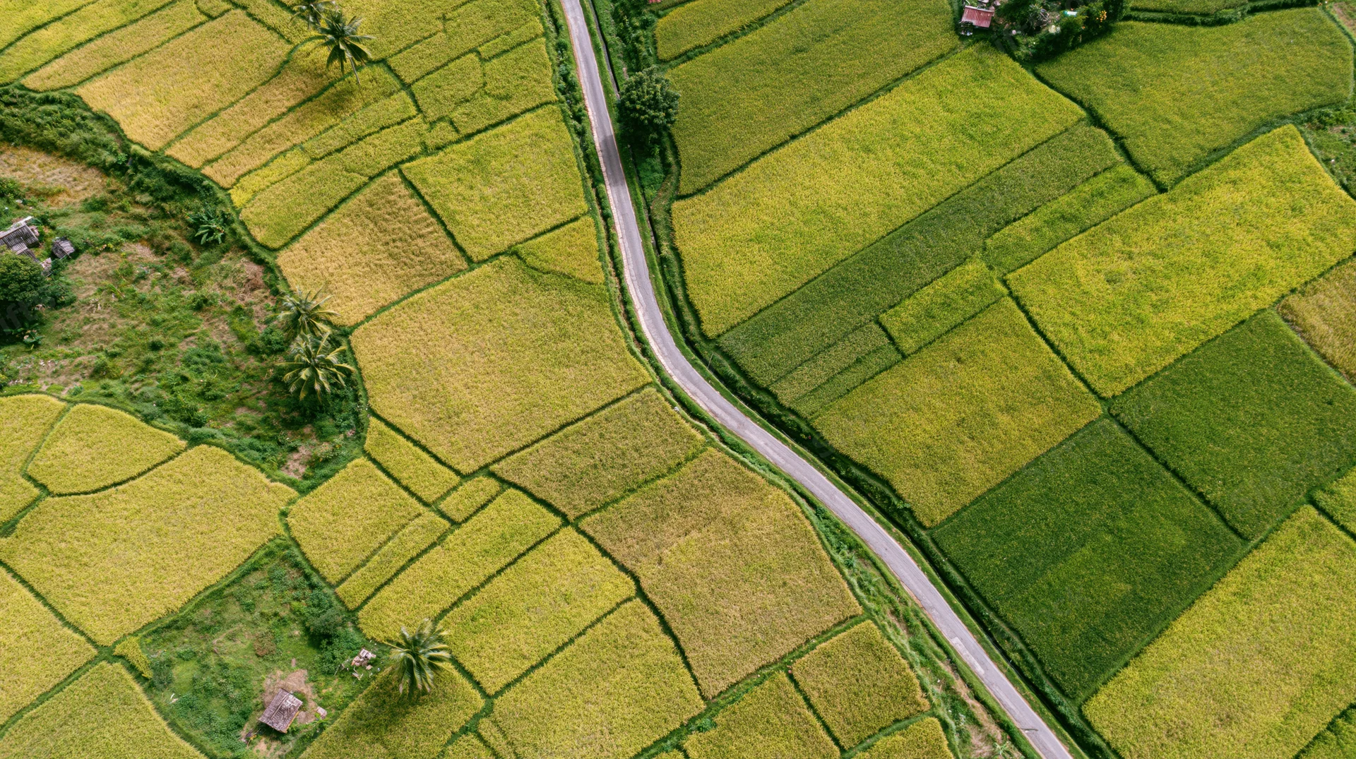 Aerial top-down view of terraced rice paddies with winding road and palm trees in rural landscape