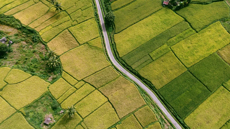 Aerial top-down view of terraced rice paddies with winding road and palm trees in rural landscape