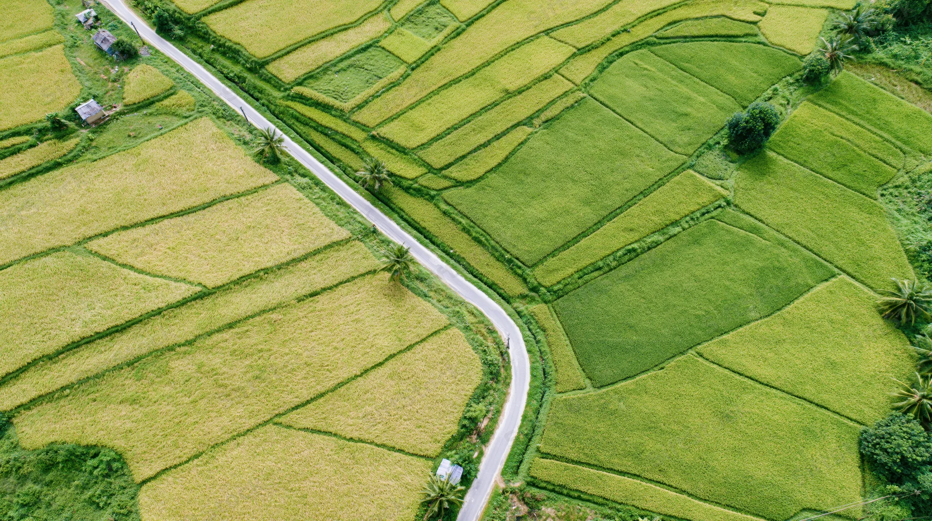 Aerial view of terraced rice paddies with winding road through green and yellow fields in rural southeast asia